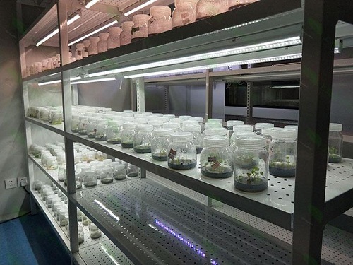 金湖植物组织培养实验室设计建设方案